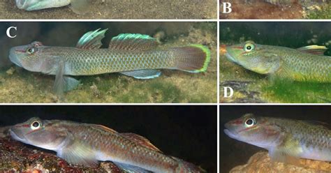 A New Genus, Two New Species and a New Subspecies of .